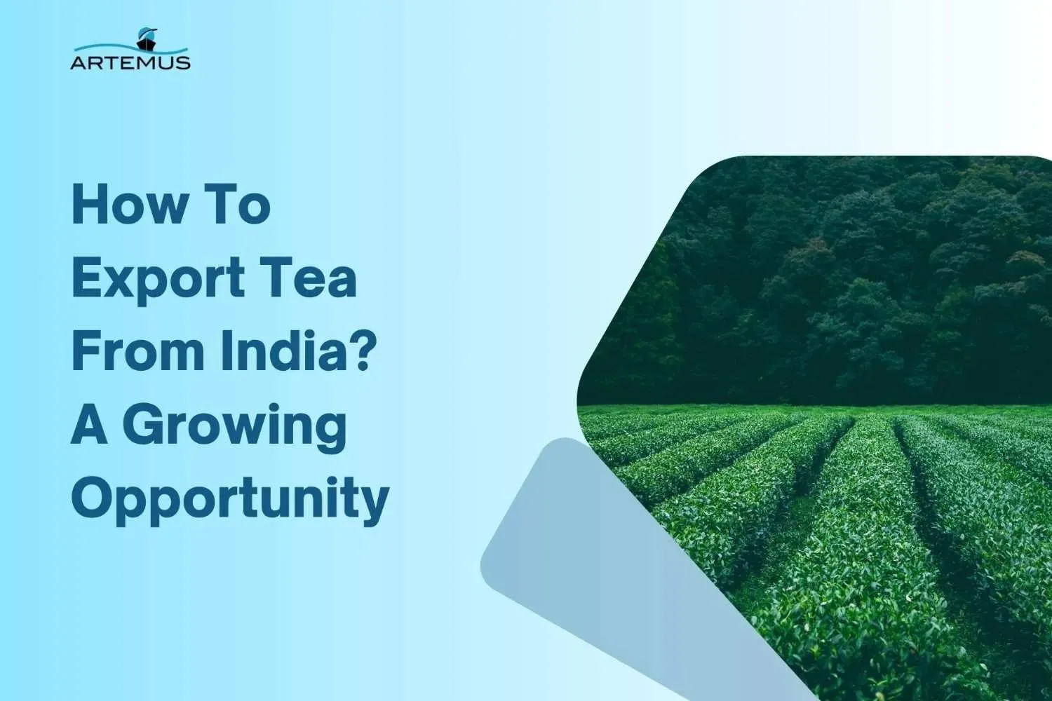 How To Export Tea From India